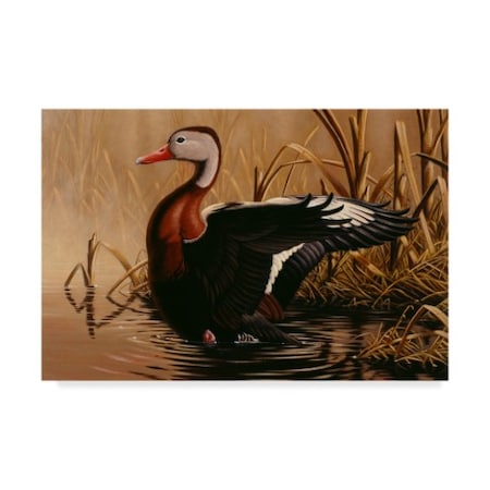 Wilhelm Goebel '1988 Black Bellied Duck' Canvas Art,16x24